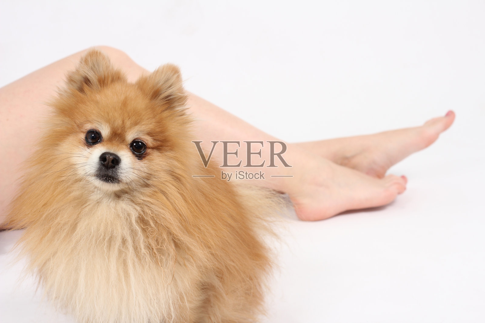 一只毛茸茸的小狗靠近一条漂亮的女人的腿。照片摄影图片
