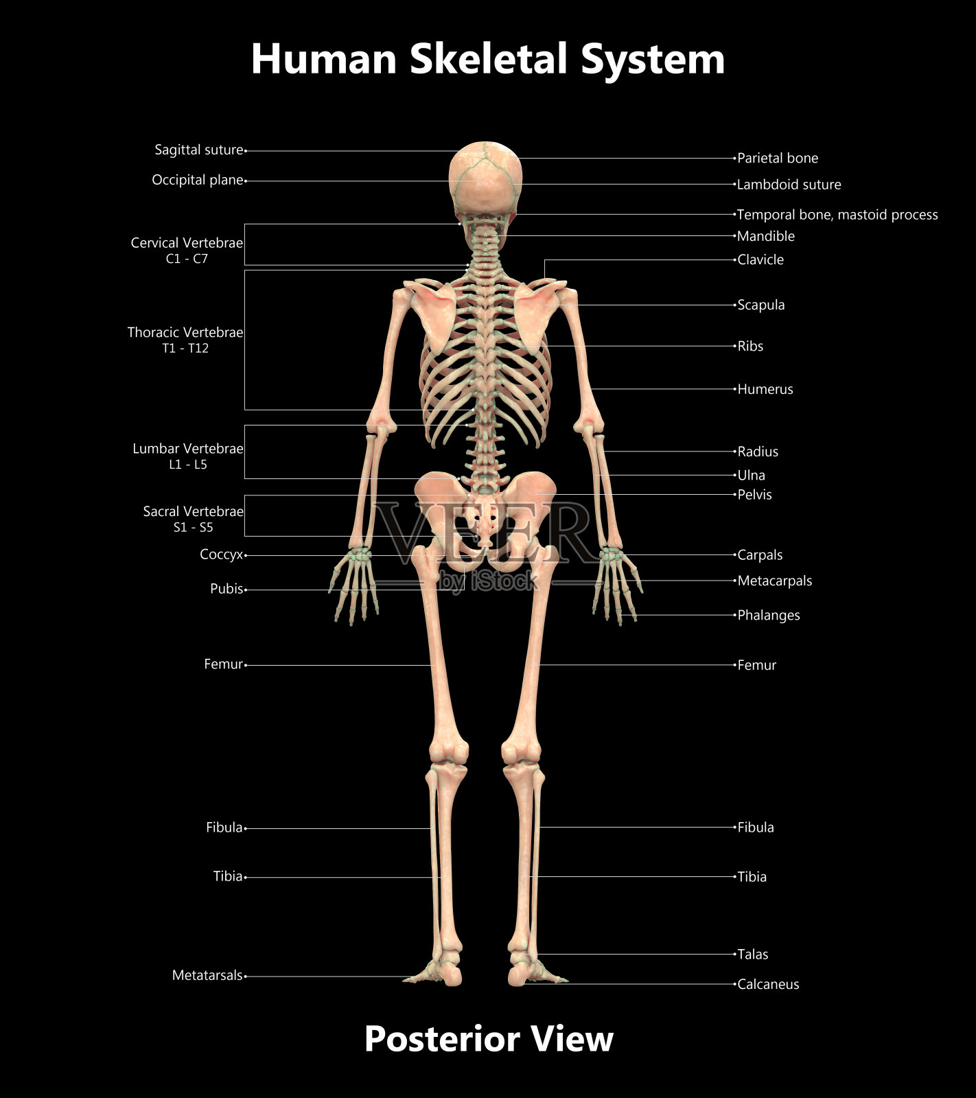 人体骨骼系统详细标示解剖后视图设计元素图片