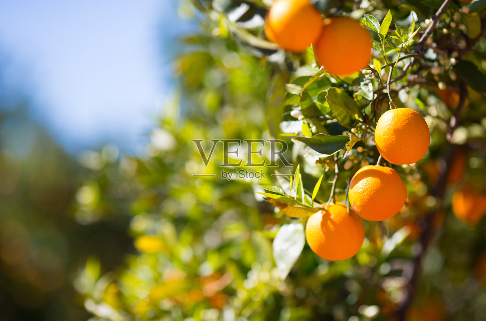 瓦伦西亚橘子树照片摄影图片