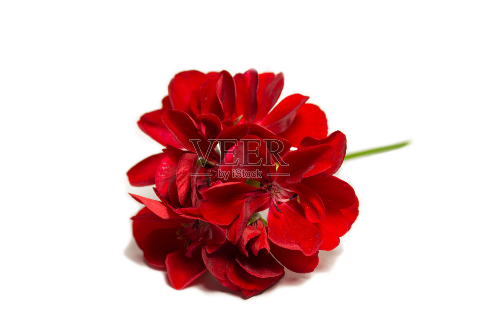 红色天竺葵花在白色背景与文字空间。照片摄影图片