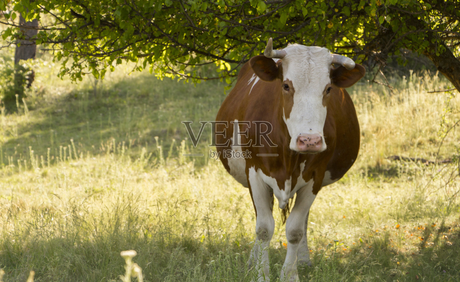 在一个晴朗的夏日，一头牛在绿色的草地上吃草照片摄影图片