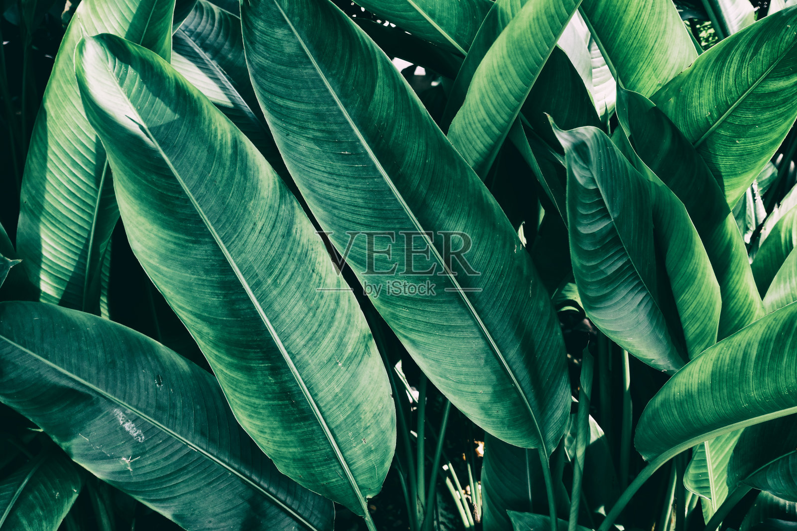热带丛林的叶子照片摄影图片