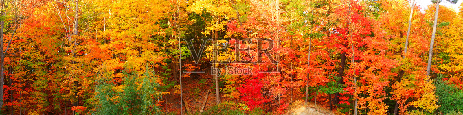 树叶在秋天照片摄影图片