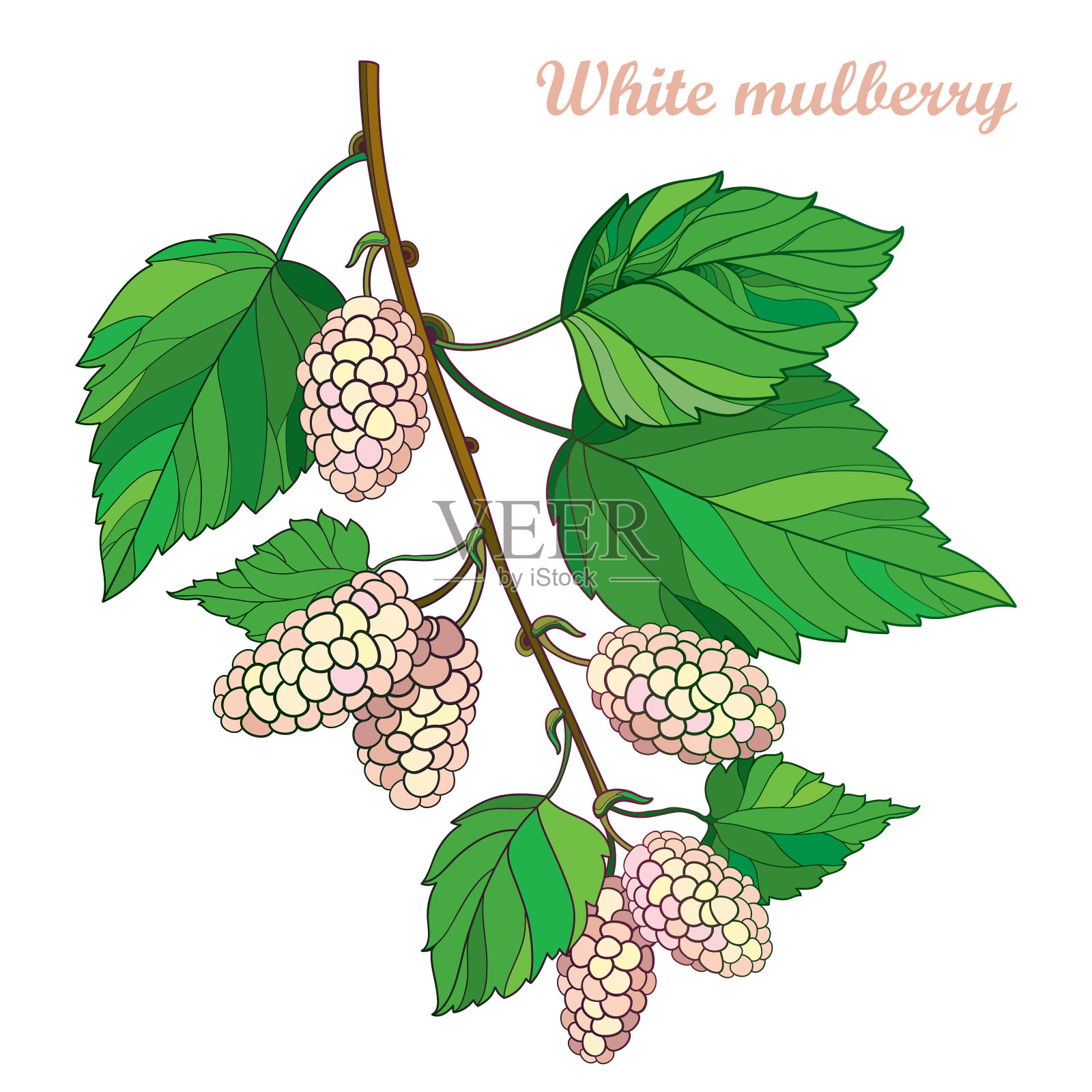 带菌者分枝具轮廓的桑树或桑具成熟的白色浆果和孤立在白色背景上的绿叶。插画图片素材