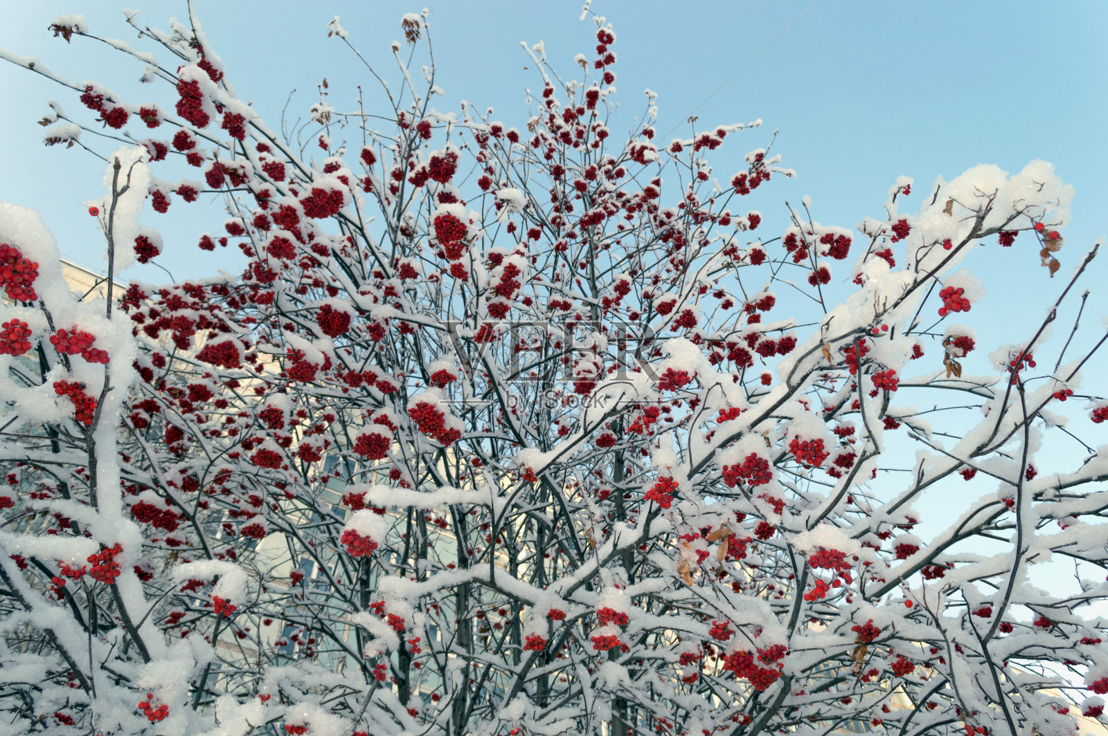 红色花楸浆果的树枝照片摄影图片