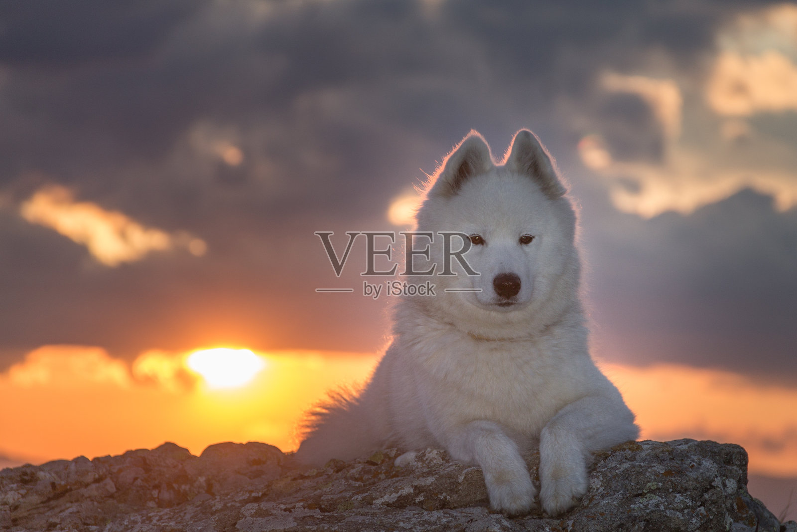 美丽的白色萨摩耶狗站在岩石上照片摄影图片