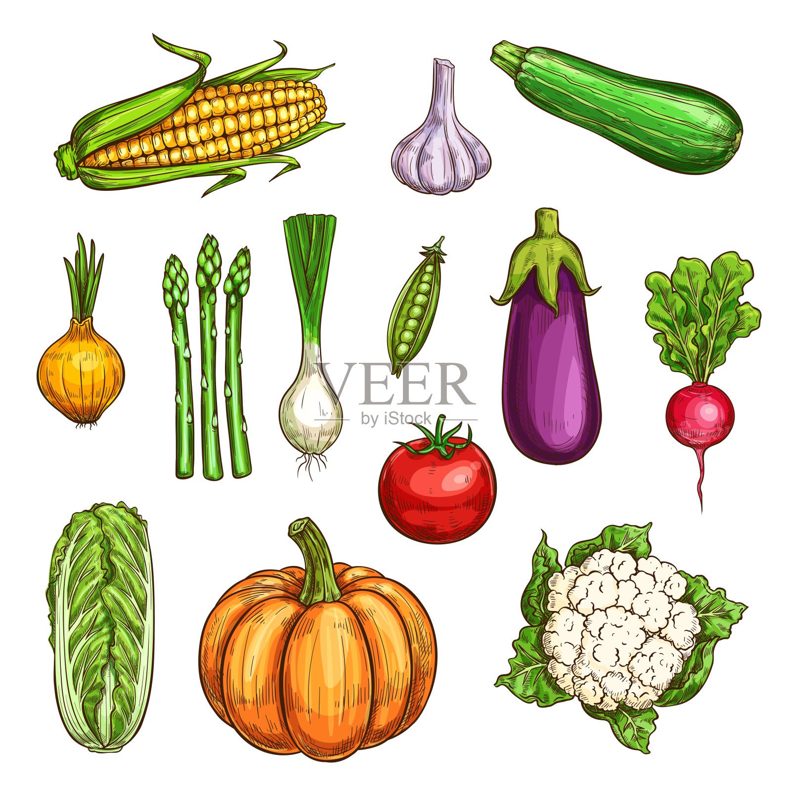 孤立彩色蔬菜素描集插画图片素材