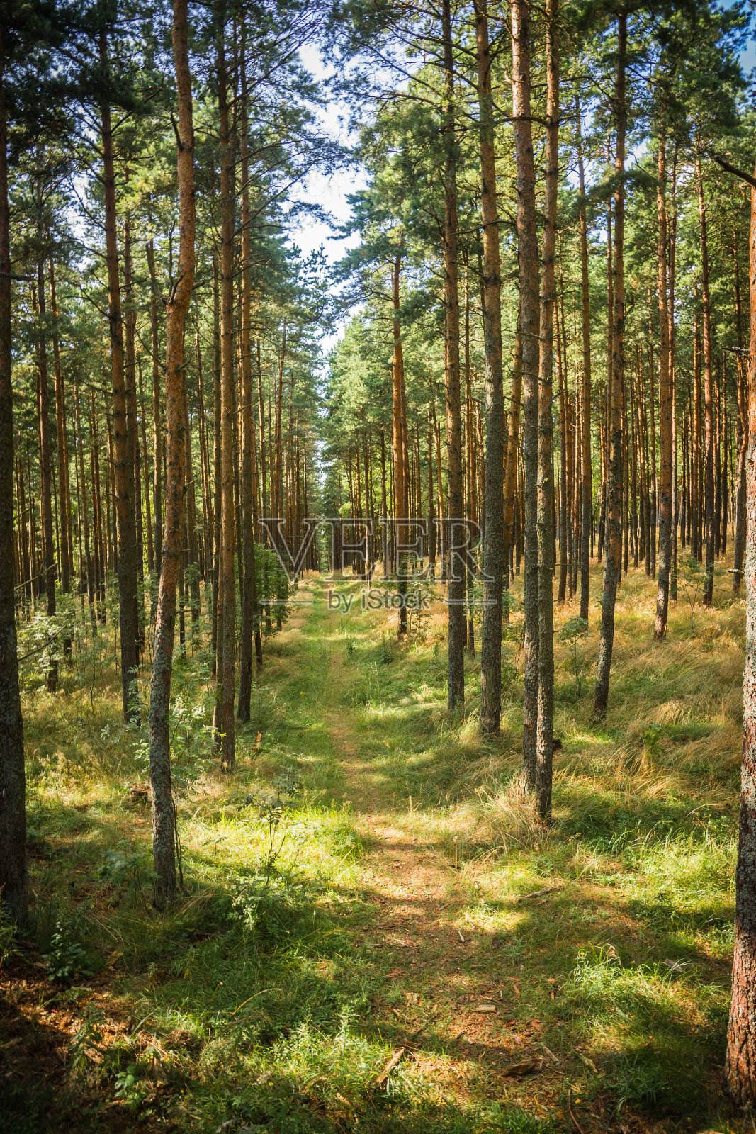 俄罗斯加里宁格勒地区库尔尼安吐痰处跳舞的森林照片摄影图片