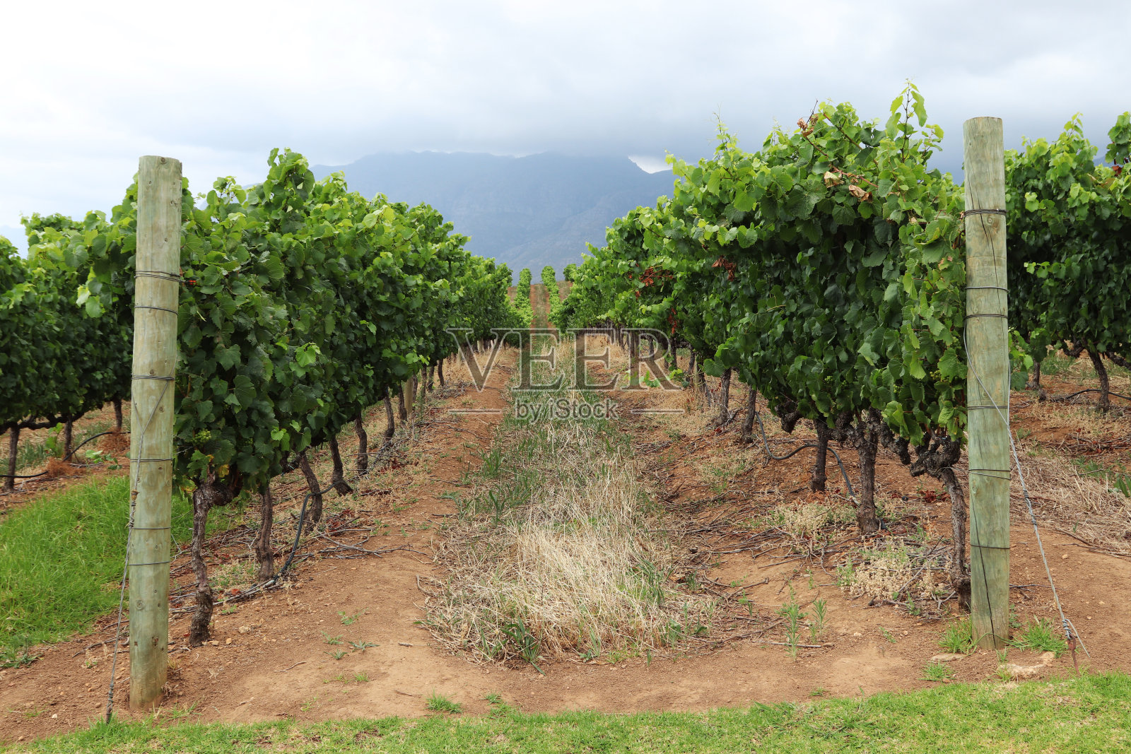 南非Stellenbosch附近一个葡萄酒农场的葡萄园。照片摄影图片