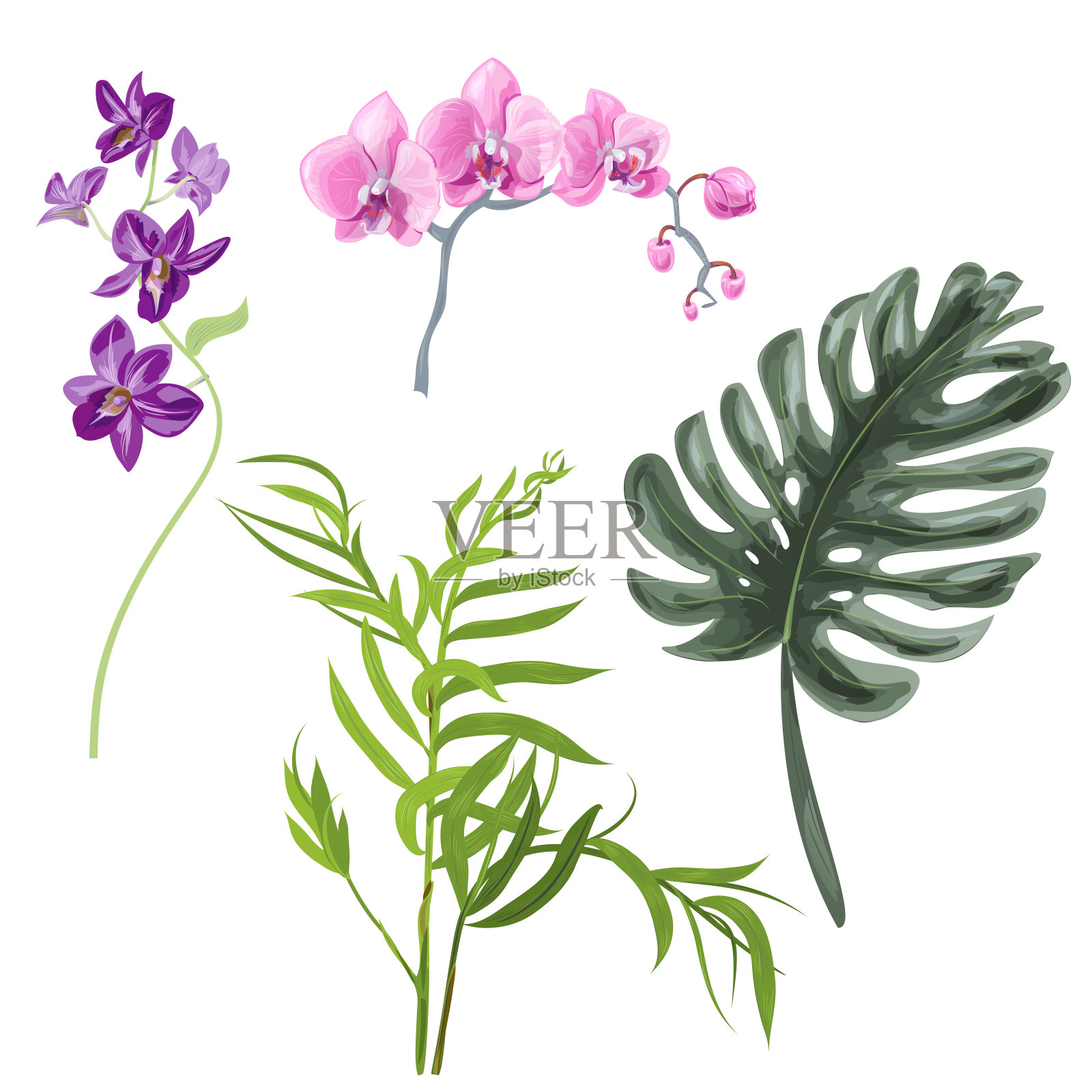 采集热带植物:绿叶魔芋、Chamaedorea(竹棕);粉红、紫色兰花(蝴蝶兰、石斛)分离，数字绘制，真实感载体植物插画插画图片素材