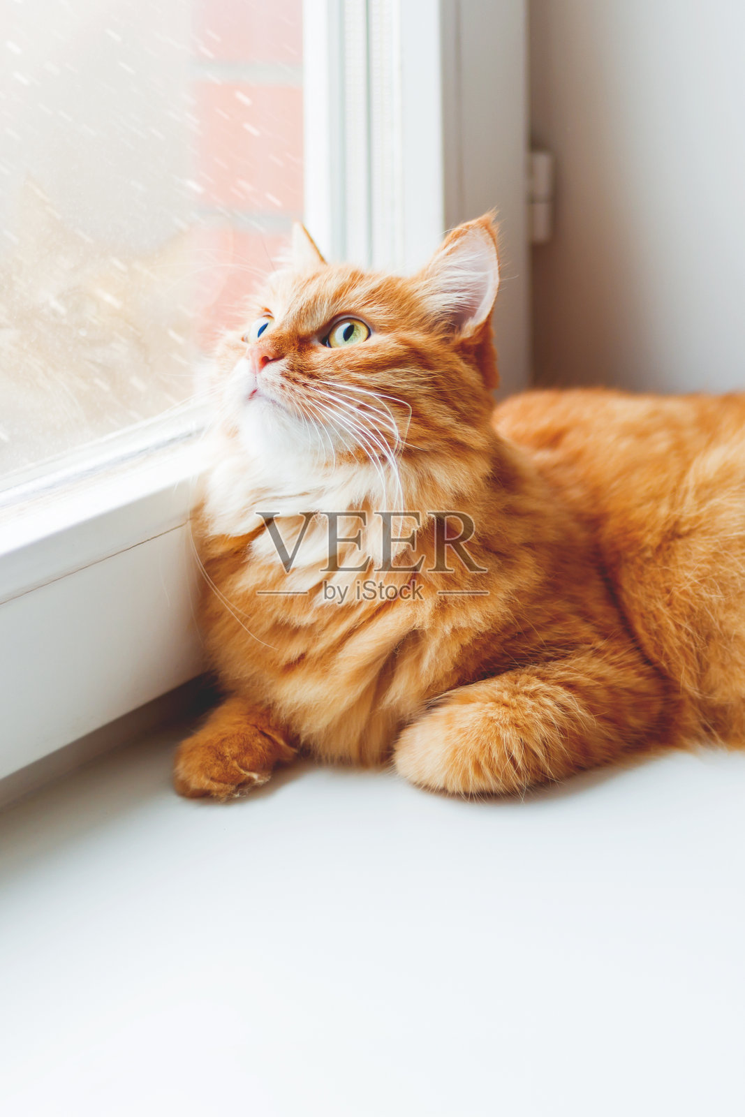 可爱的姜黄色小猫坐在窗台上，看着飘落的雪花。舒适的家庭背景与家养毛茸茸的宠物。照片摄影图片