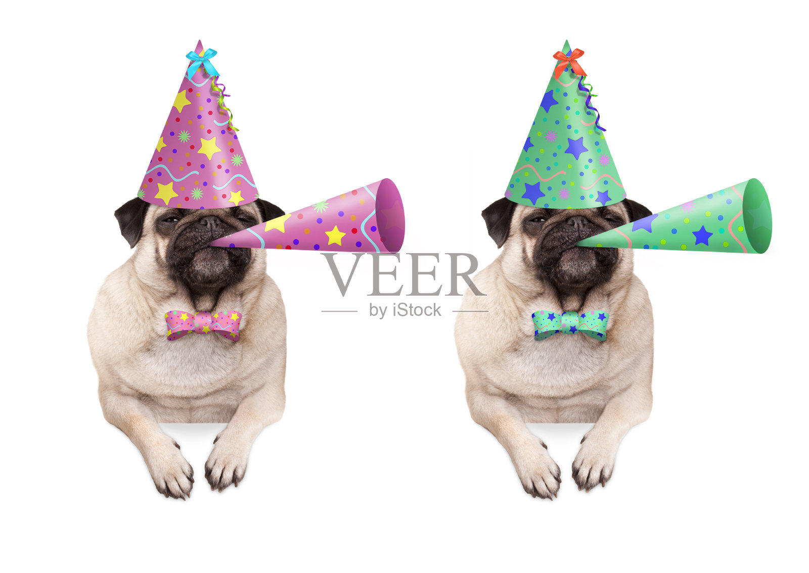 可爱的哈巴狗狗爪子挂在空白横幅上，戴着五颜六色的生日派对帽，吹着喇叭照片摄影图片