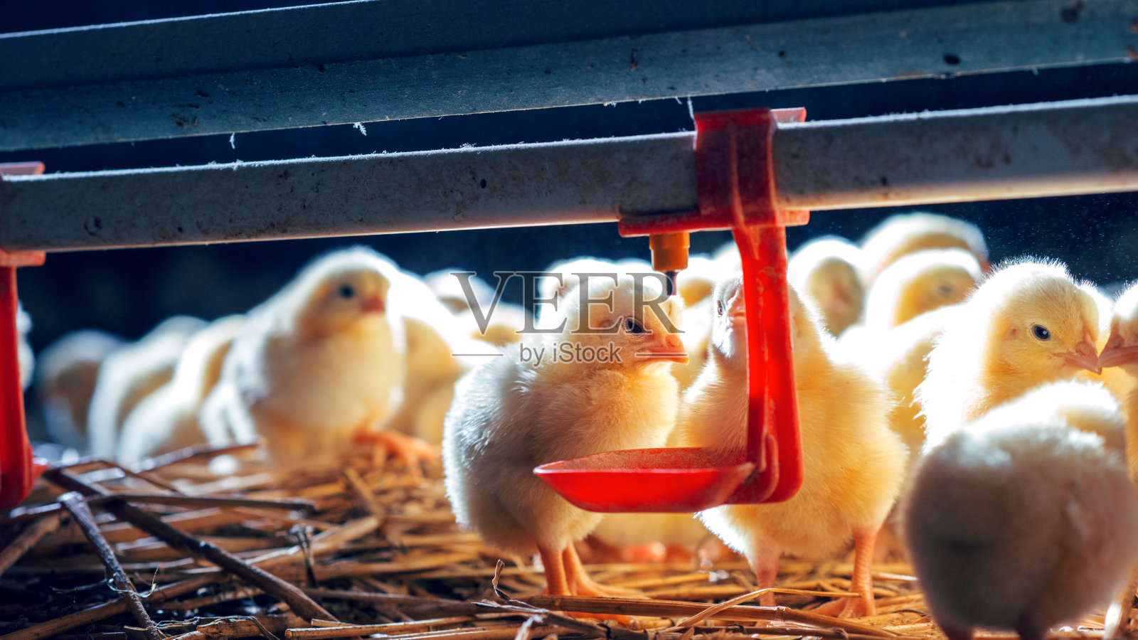 农场里的小鸡在喂食照片摄影图片