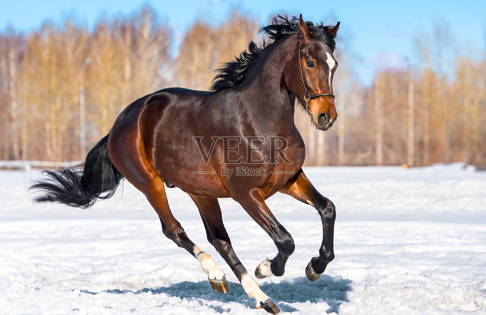 马在冬天的雪地上奔驰照片摄影图片