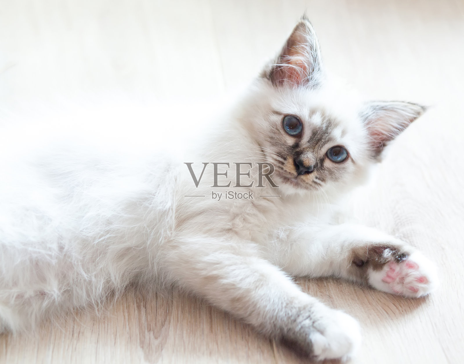 白色长毛伯曼猫与蓝色眼睛的肖像。照片摄影图片