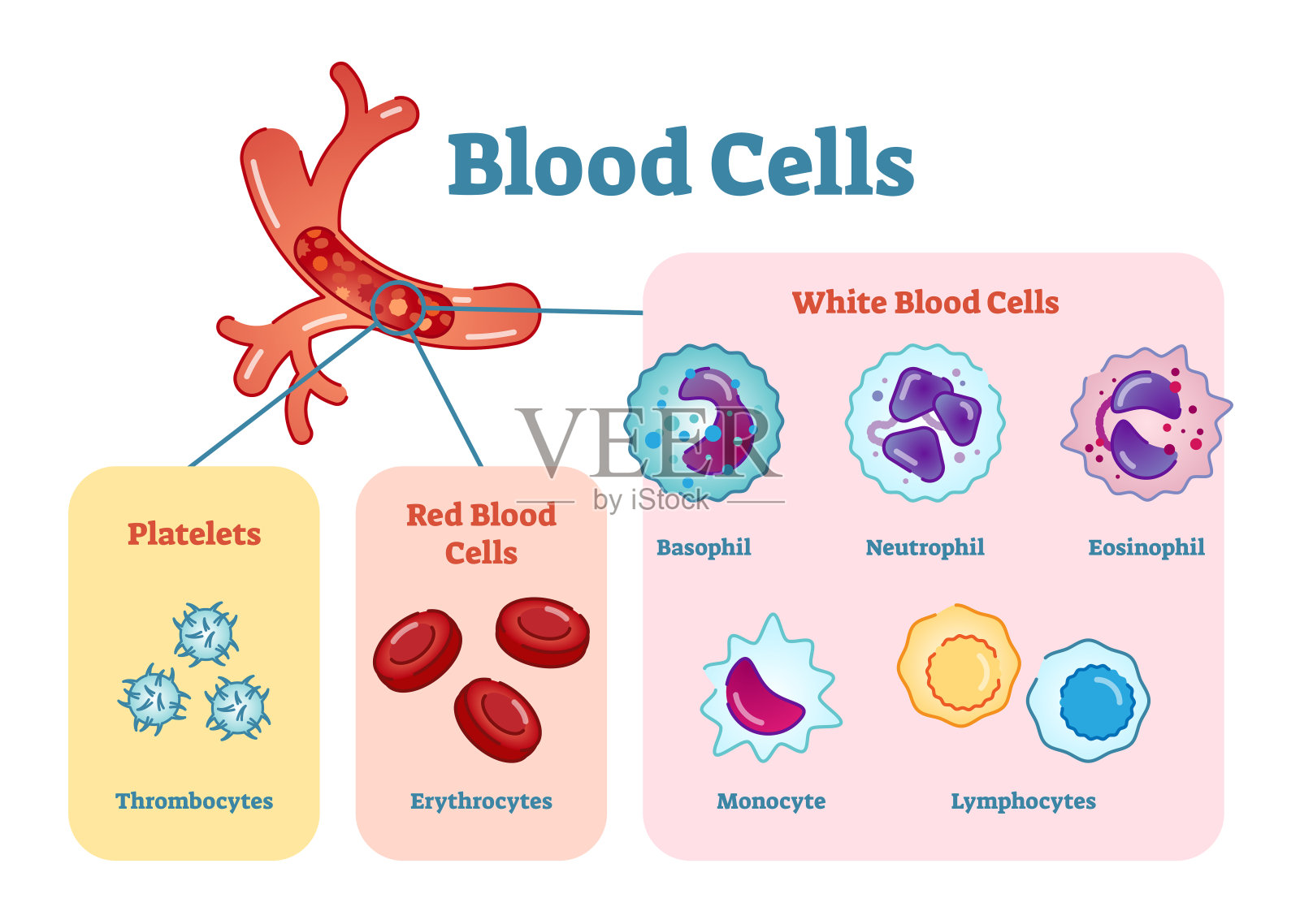 血细胞平面矢量图解与所有细胞类型收集插画图片素材