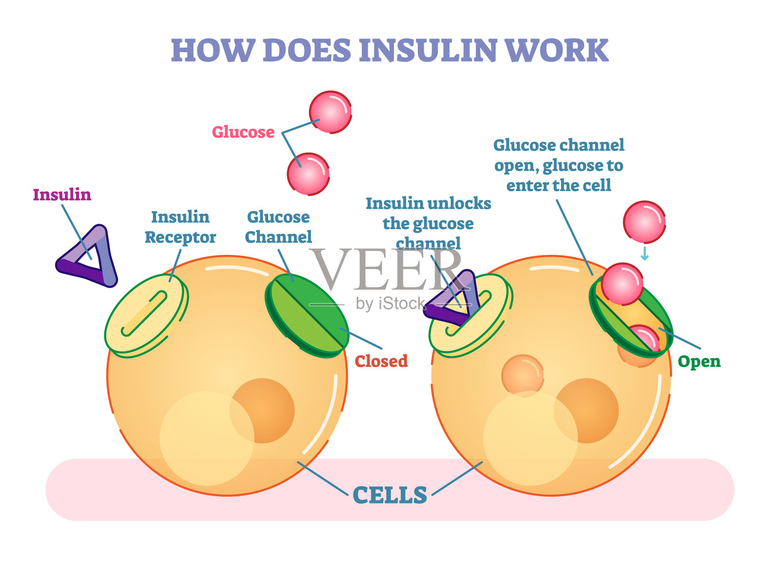 胰岛素是如何工作的，图示矢量图。设计元素图片