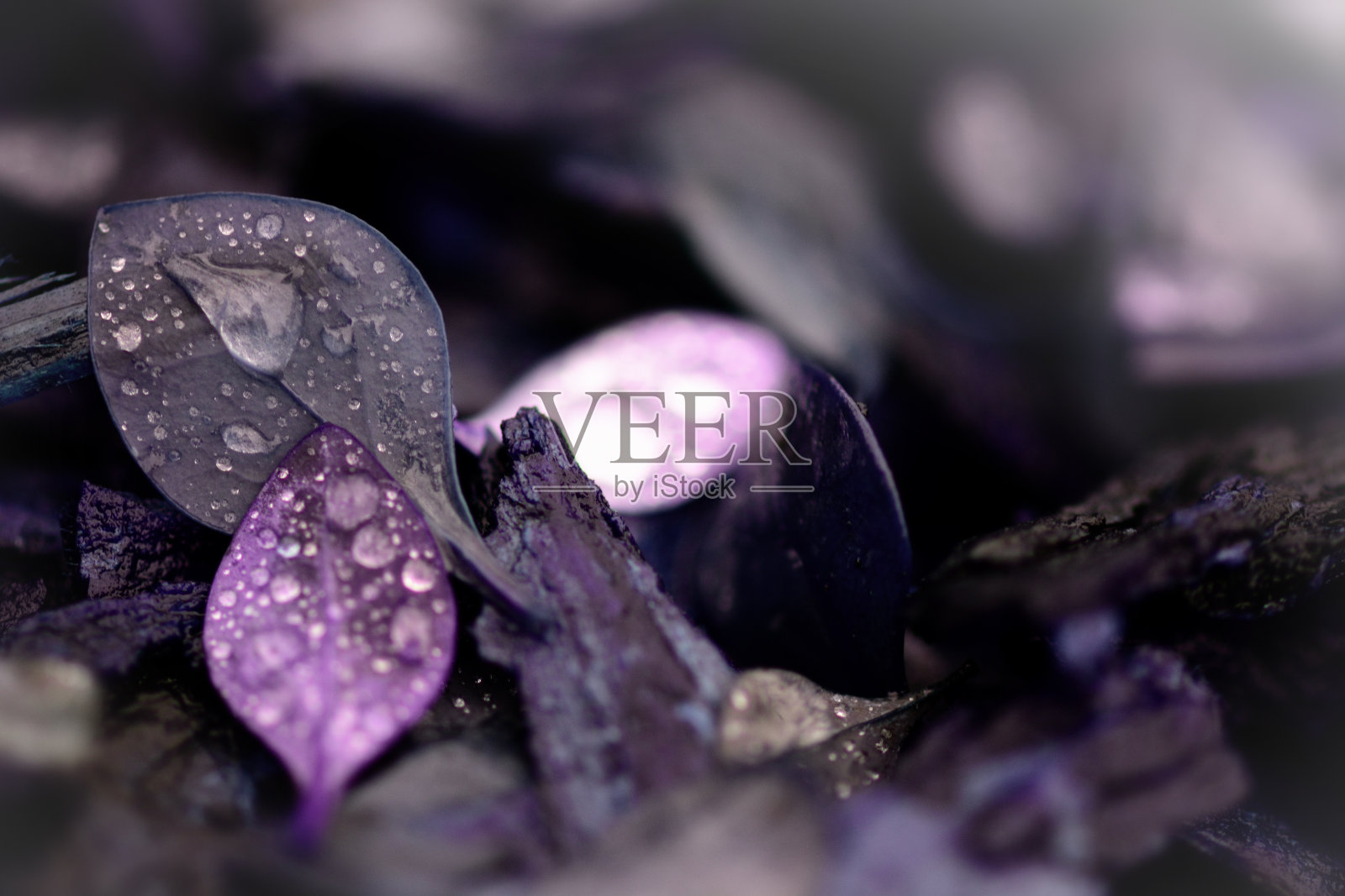 水滴在紫色的叶子上照片摄影图片