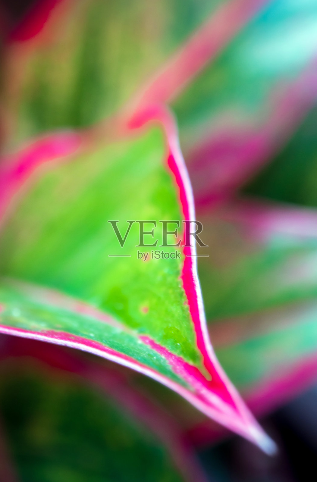 美丽的颜色上的叶Aglaonema '暹罗极光'热带室内植物照片摄影图片