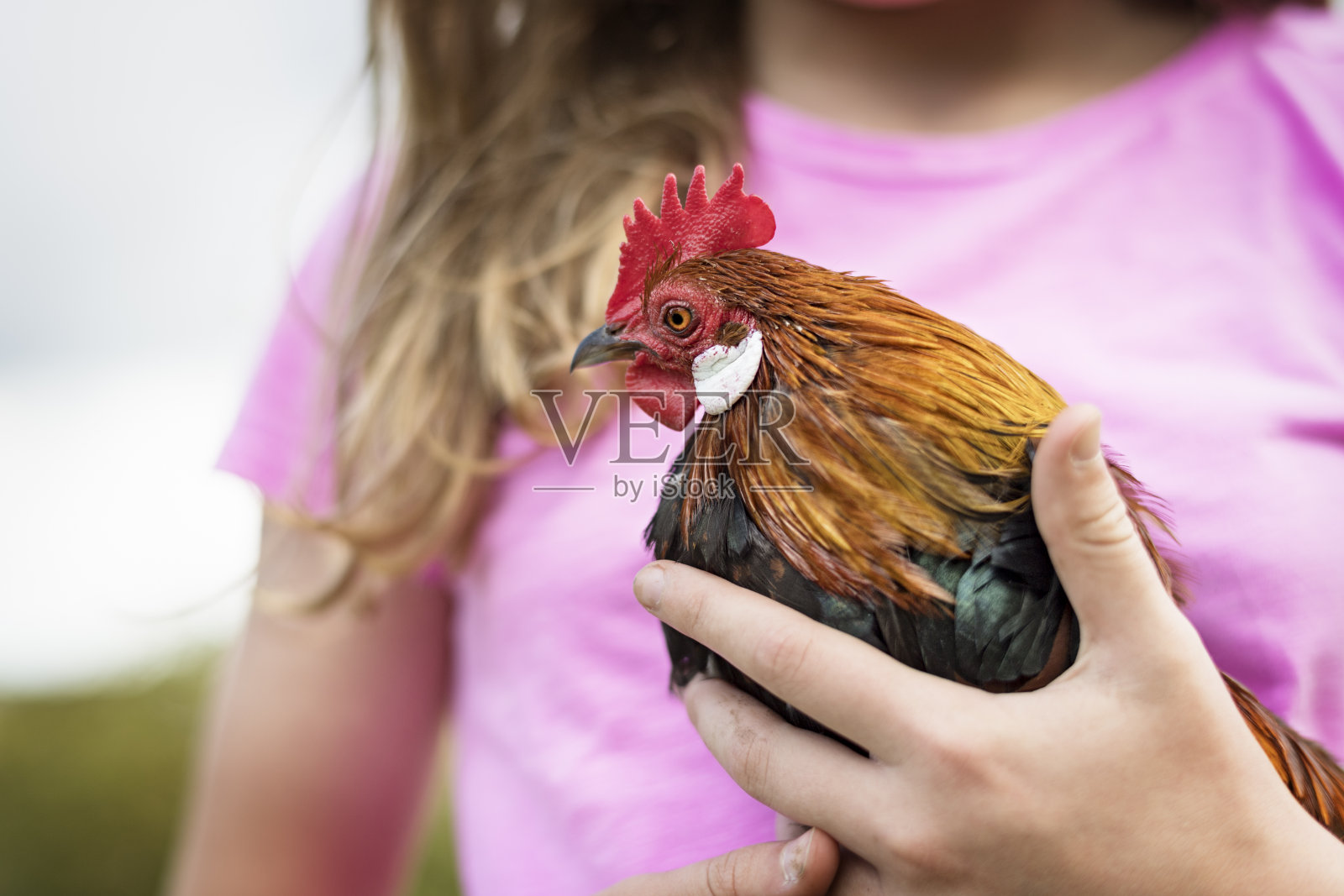 年轻的女孩抱着巴尼维尔德母鸡照片摄影图片