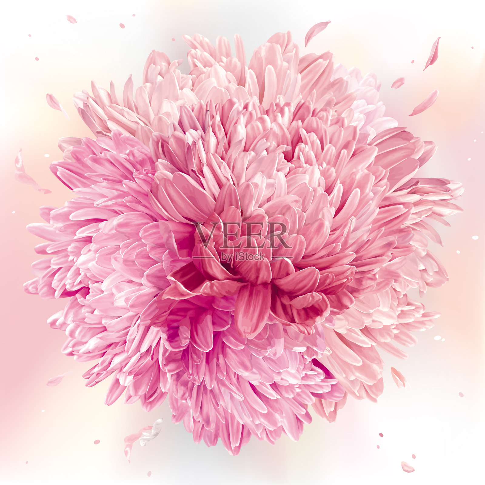 粉红色的菊花球体插画图片素材