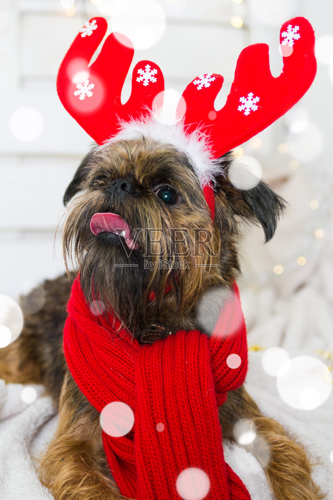 石祖狗戴着圣诞老人的帽子。狗年的概念照片摄影图片