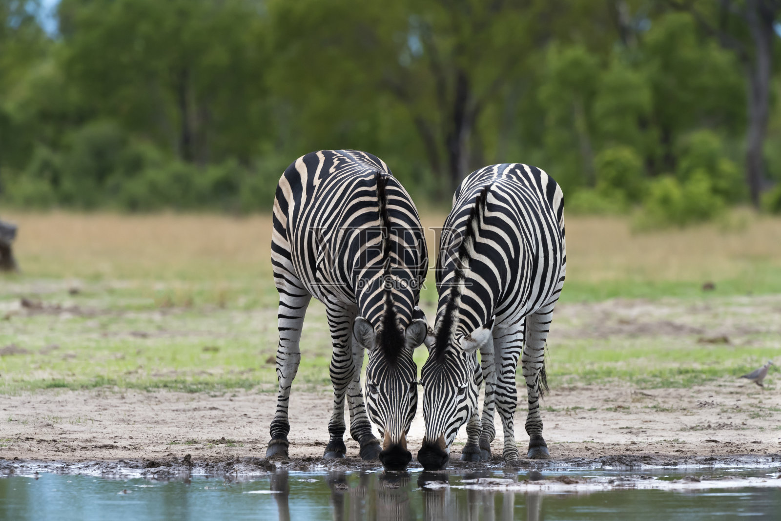 津巴布韦万基国家公园，在水坑里喝水的斑马照片摄影图片