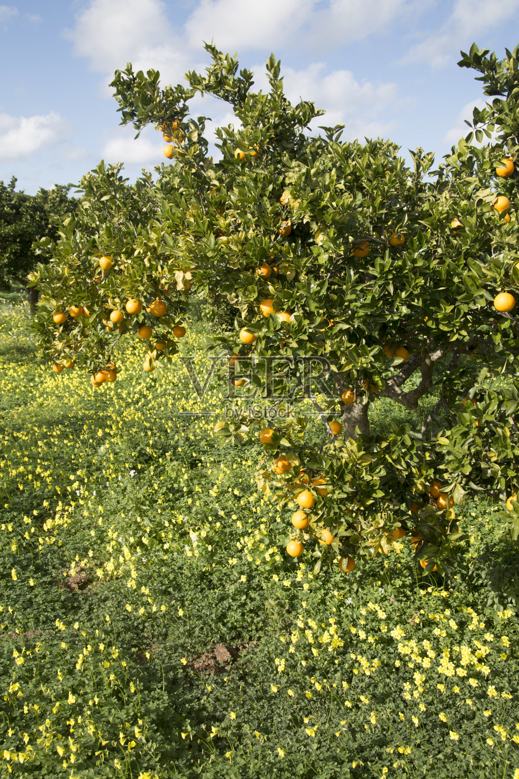 橙林和野花;圣艾格尼丝;伊比沙岛照片摄影图片
