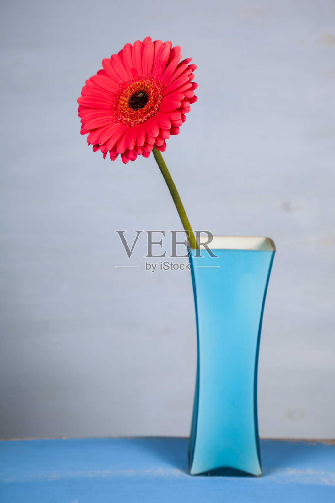 蓝色花瓶里的粉色非洲菊照片摄影图片