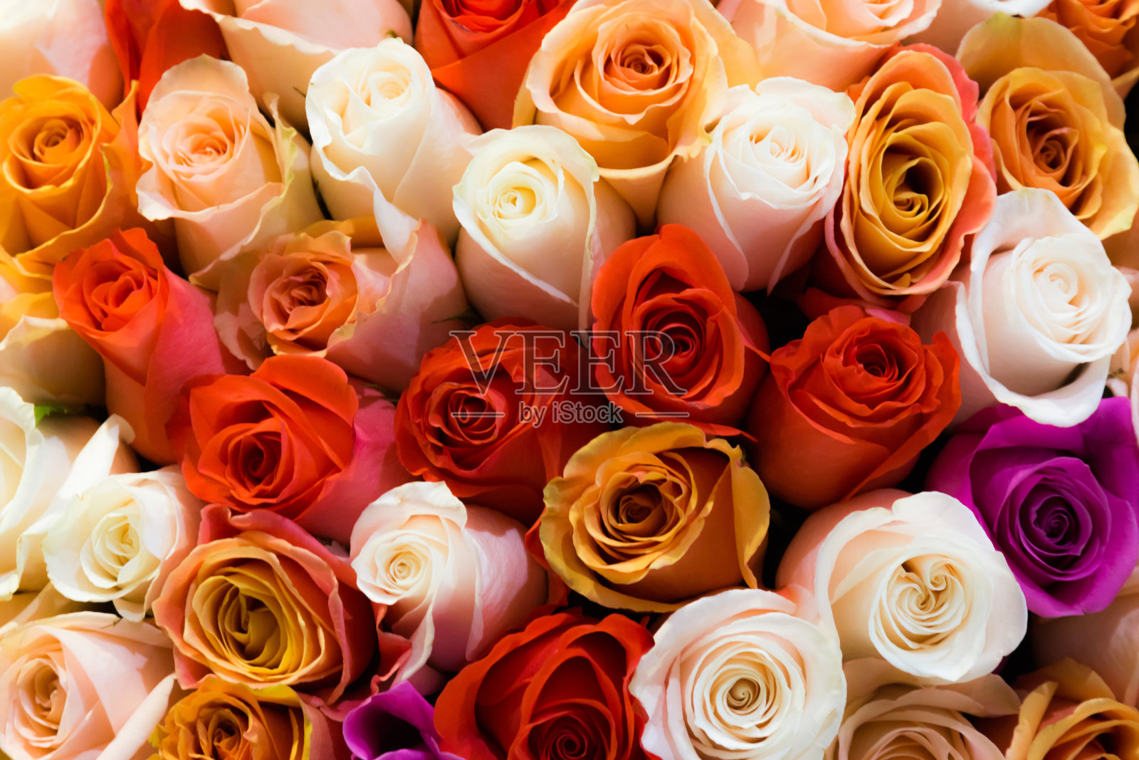 美丽的花束，许多彩色的玫瑰，白，红，茶，橙的背景近景照片摄影图片