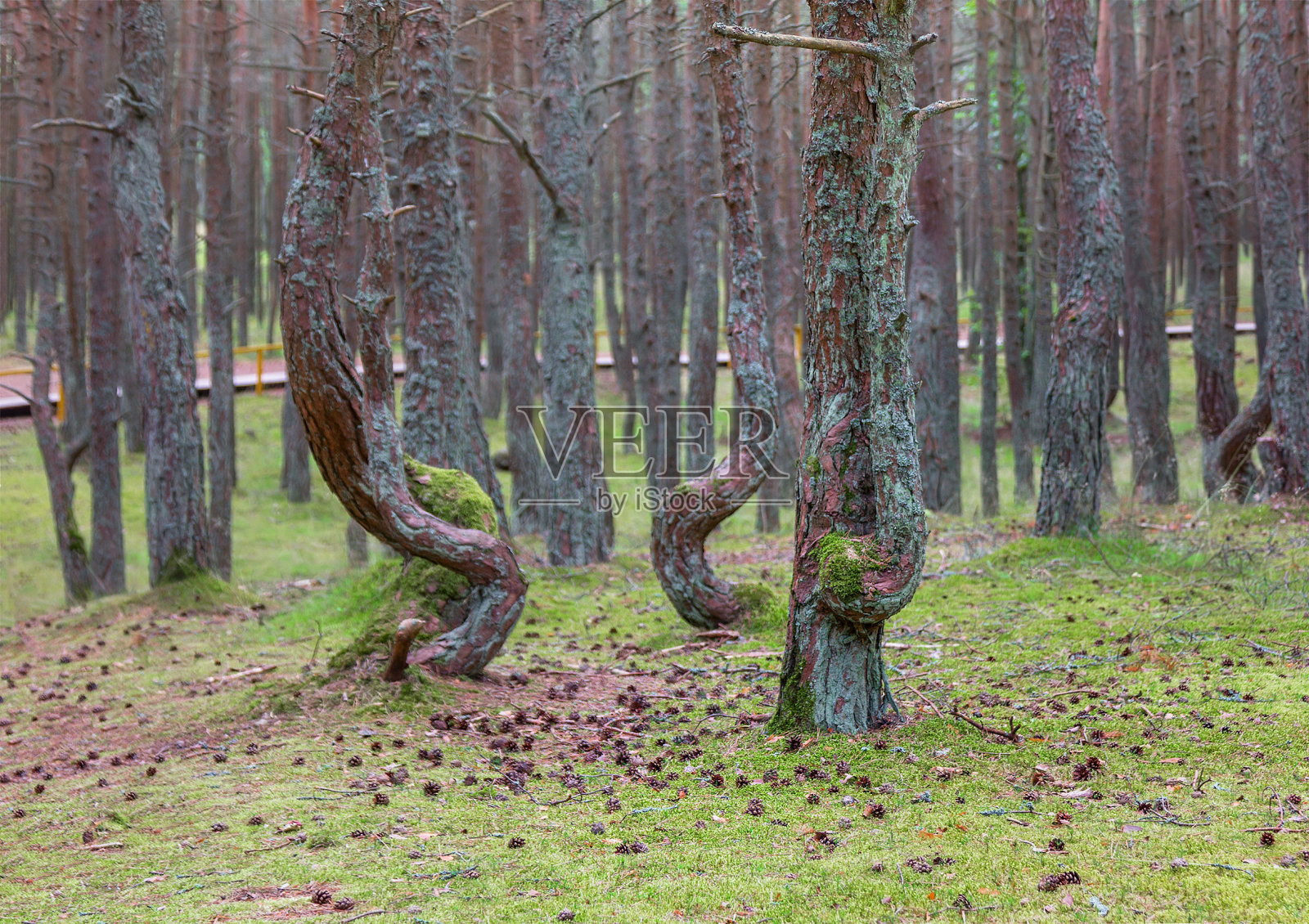 Curonian Spit Dancing森林。加里宁格勒。俄罗斯照片摄影图片