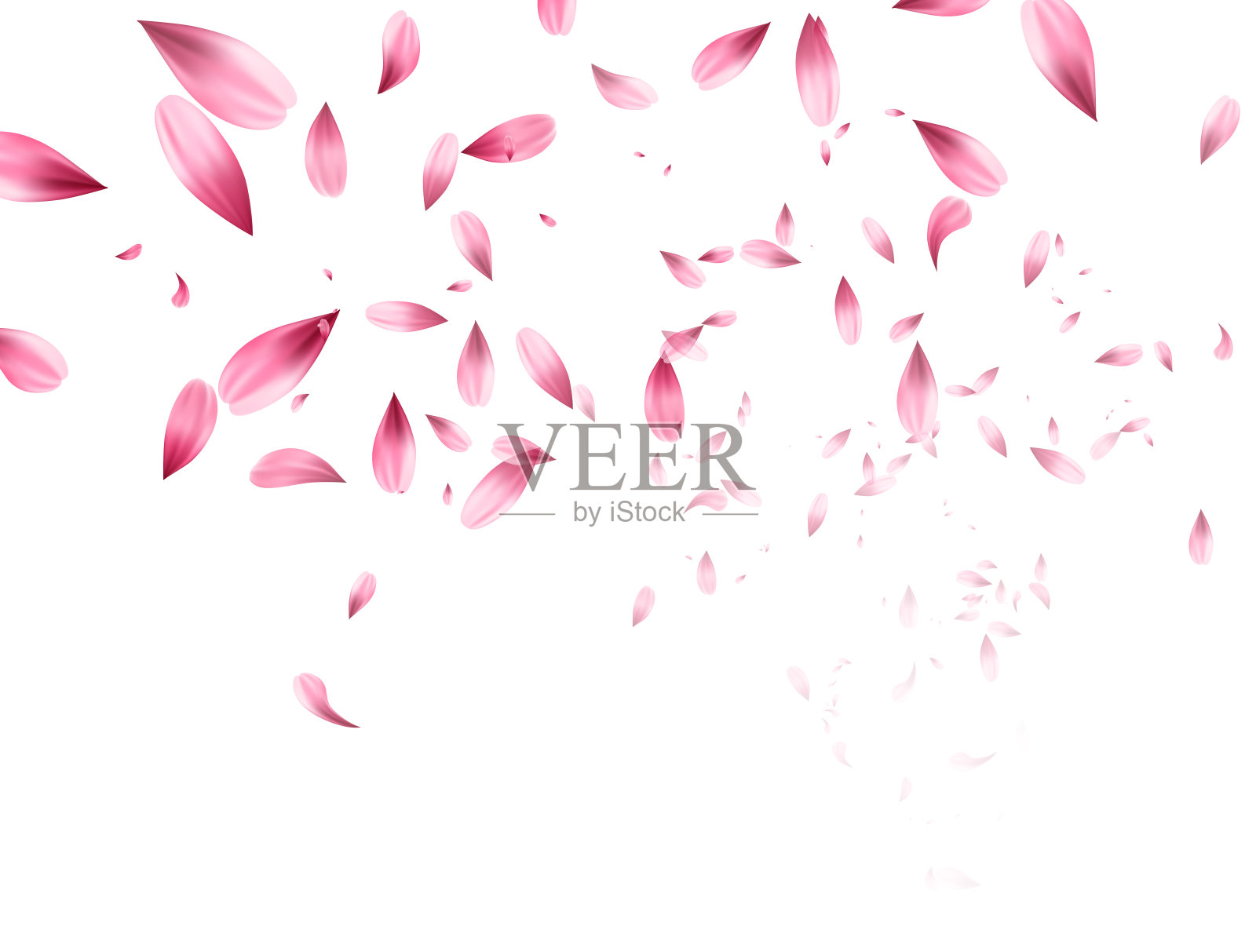 粉红色樱花落花背景。矢量图设计元素图片