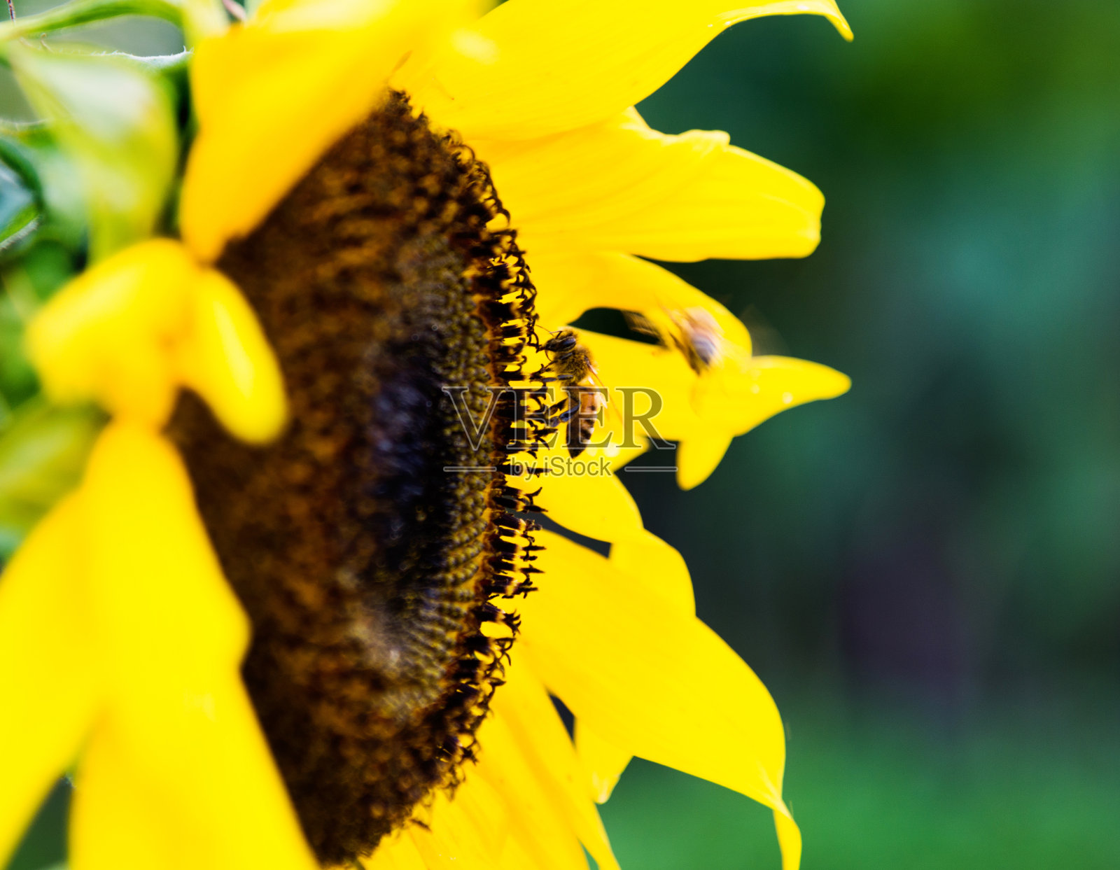 蜜蜂在向日葵上工作照片摄影图片