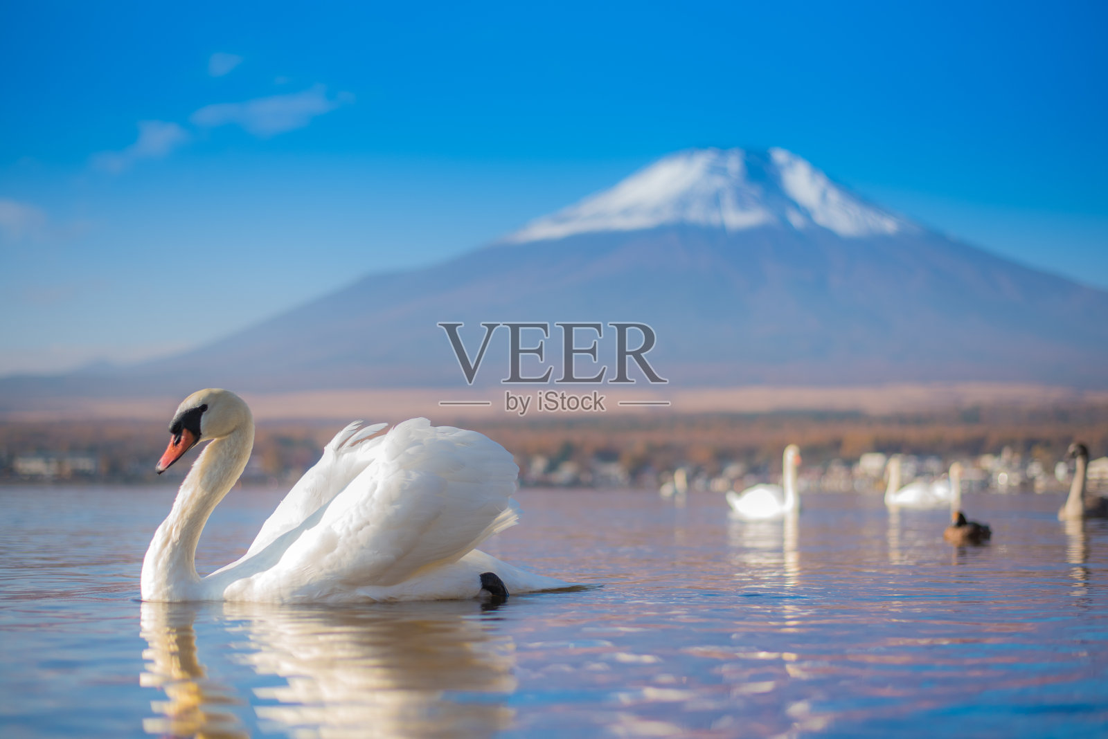 白天鹅在以富士山为背景的山中湖感受浪漫和爱情照片摄影图片