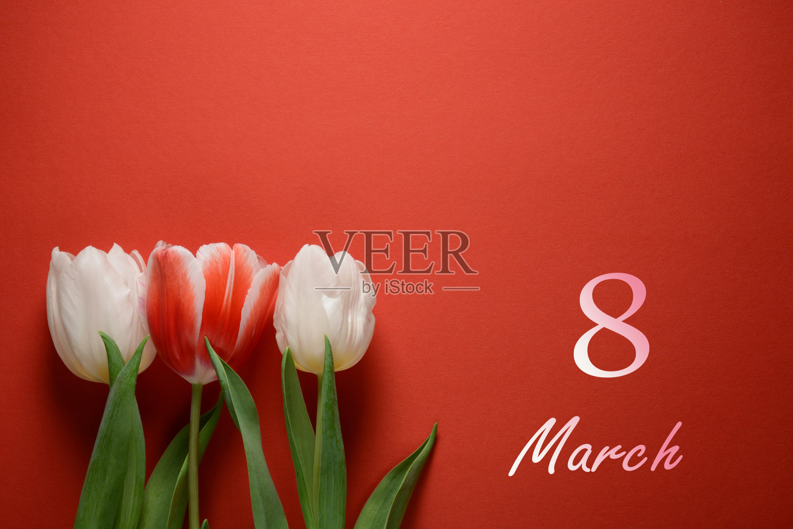 3月8日卡。女子的一天。红色背景上的白色郁金香照片摄影图片
