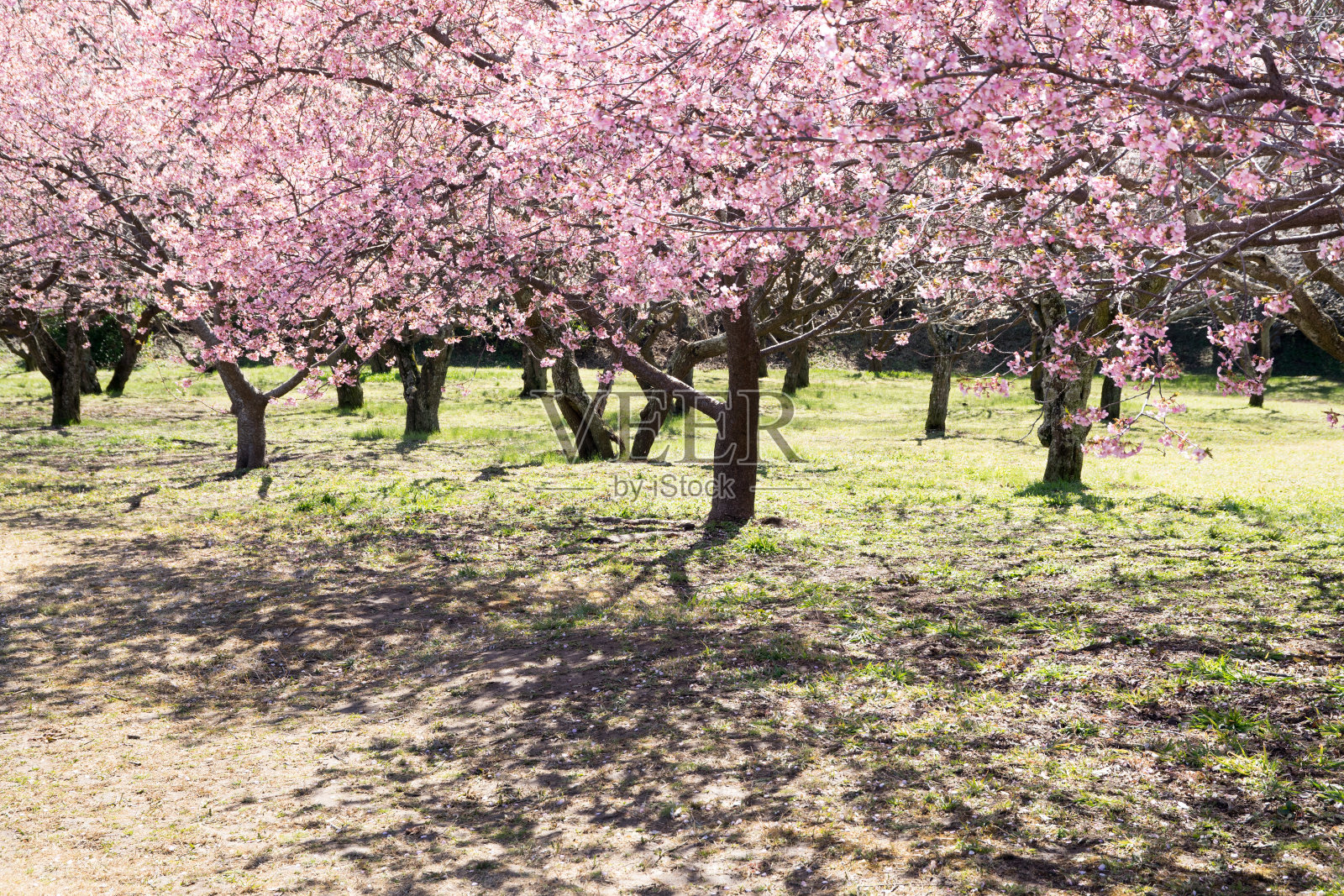 春天的樱花树照片摄影图片