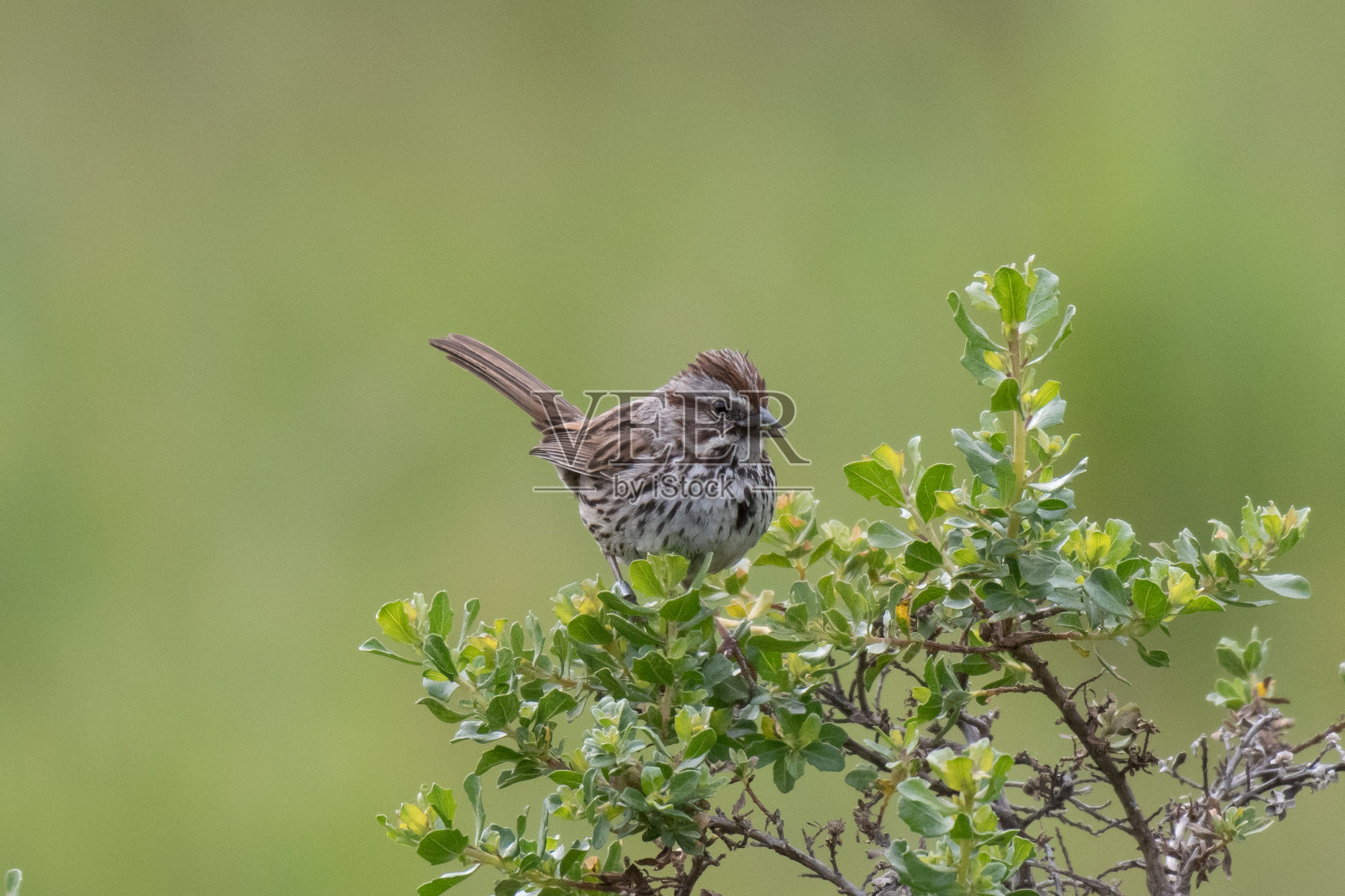 近距离拍摄的歌雀栖息在灌木丛上吃种子的绿色背景照片摄影图片