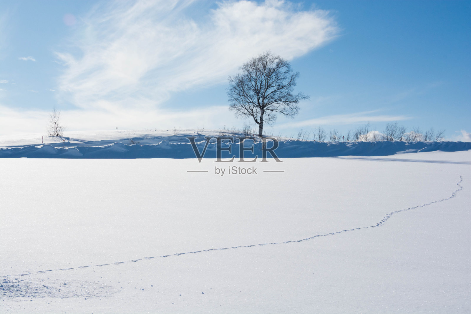 雪野和冬林照片摄影图片