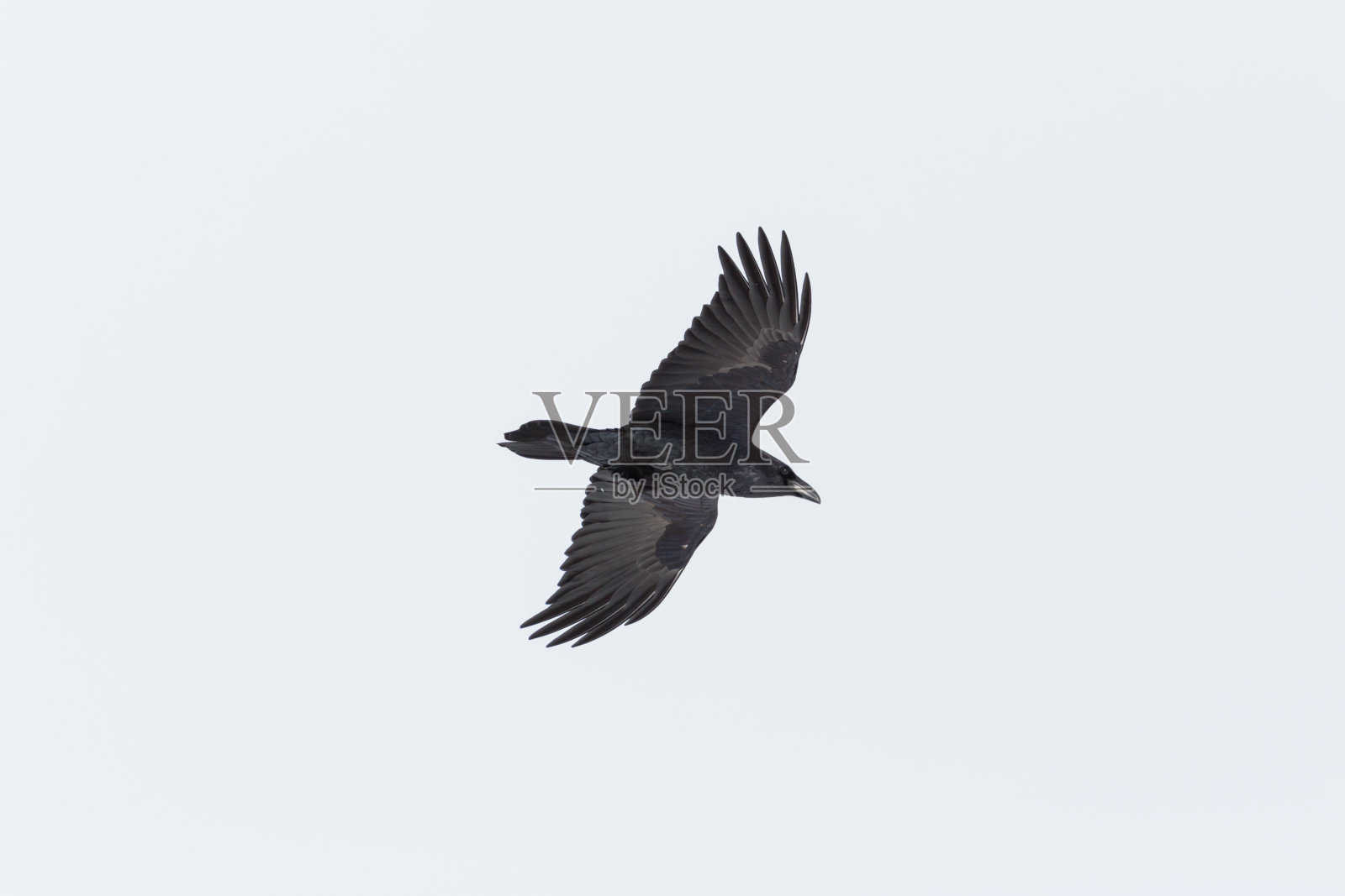 孤立的北方乌鸦(corax)在飞行中照片摄影图片