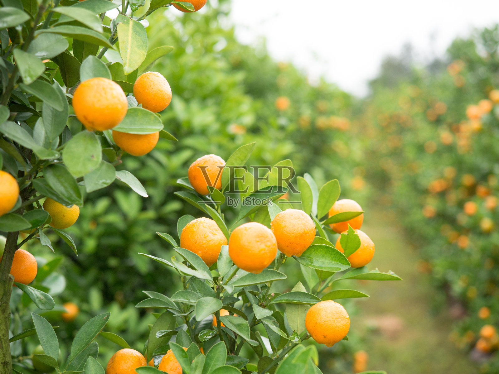 在一个花园的背景上，一个柑橘树的树枝与树叶和橘子的图像照片摄影图片