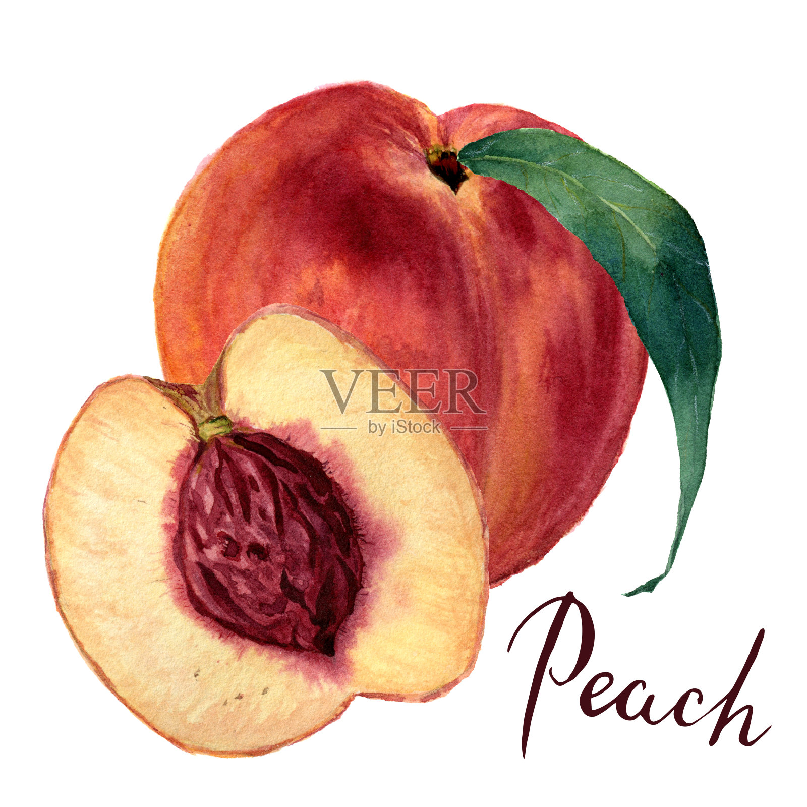 水彩桃用叶和半切桃，刻有桃字。手绘食物插图在白色的背景。为设计，纺织和背景。现实的植物插图。插画图片素材
