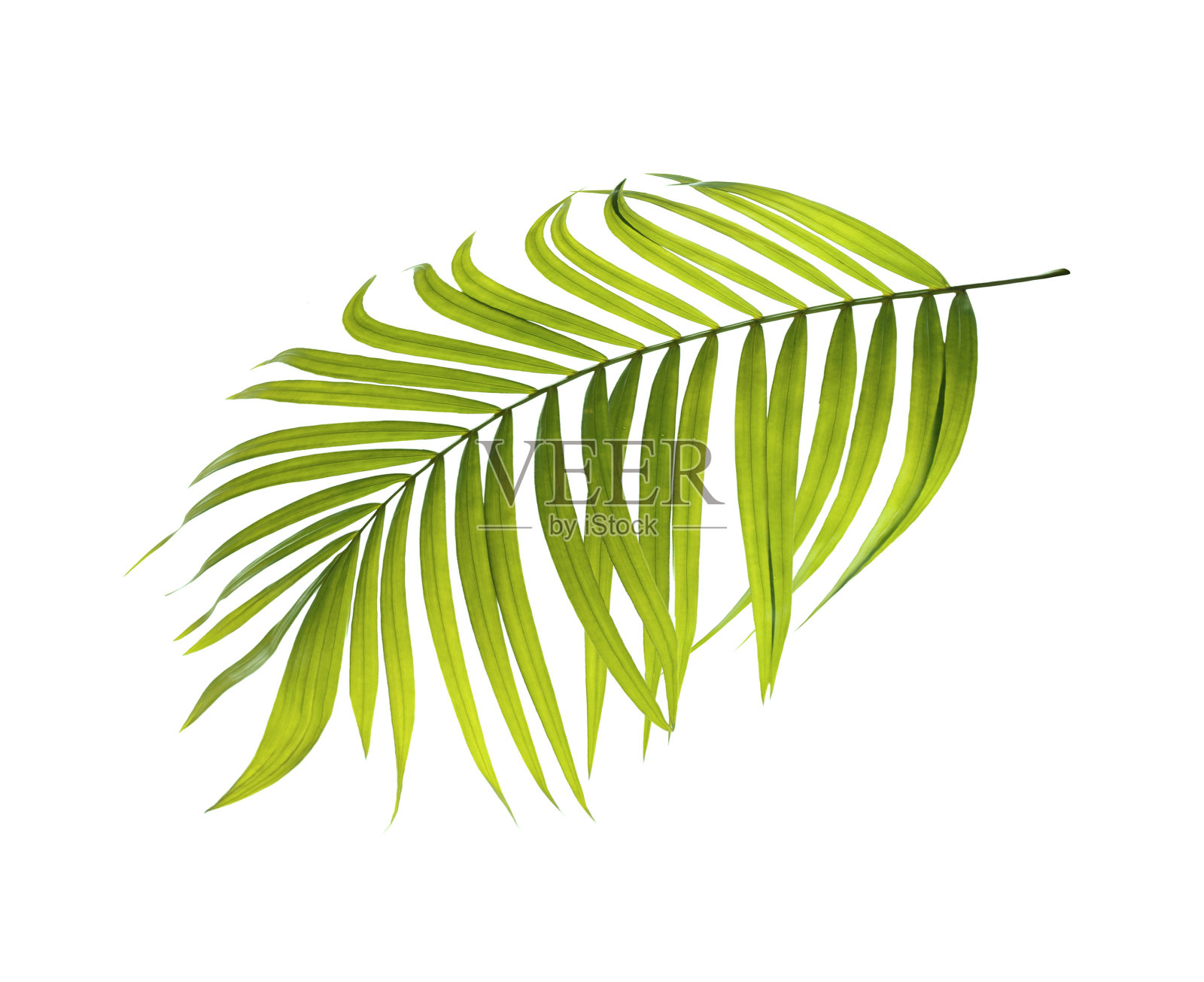 白色背景上的棕榈树绿叶照片摄影图片