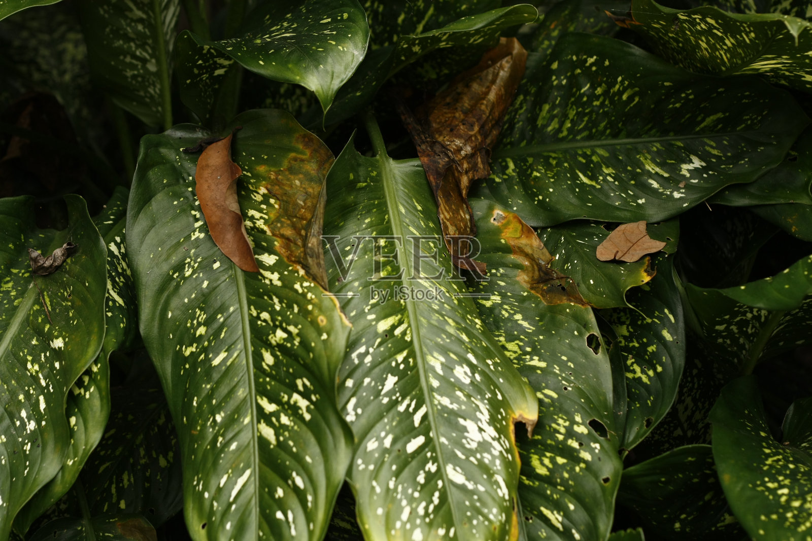 亚洲热带一种灌木上的深绿色茂盛的大叶子照片摄影图片