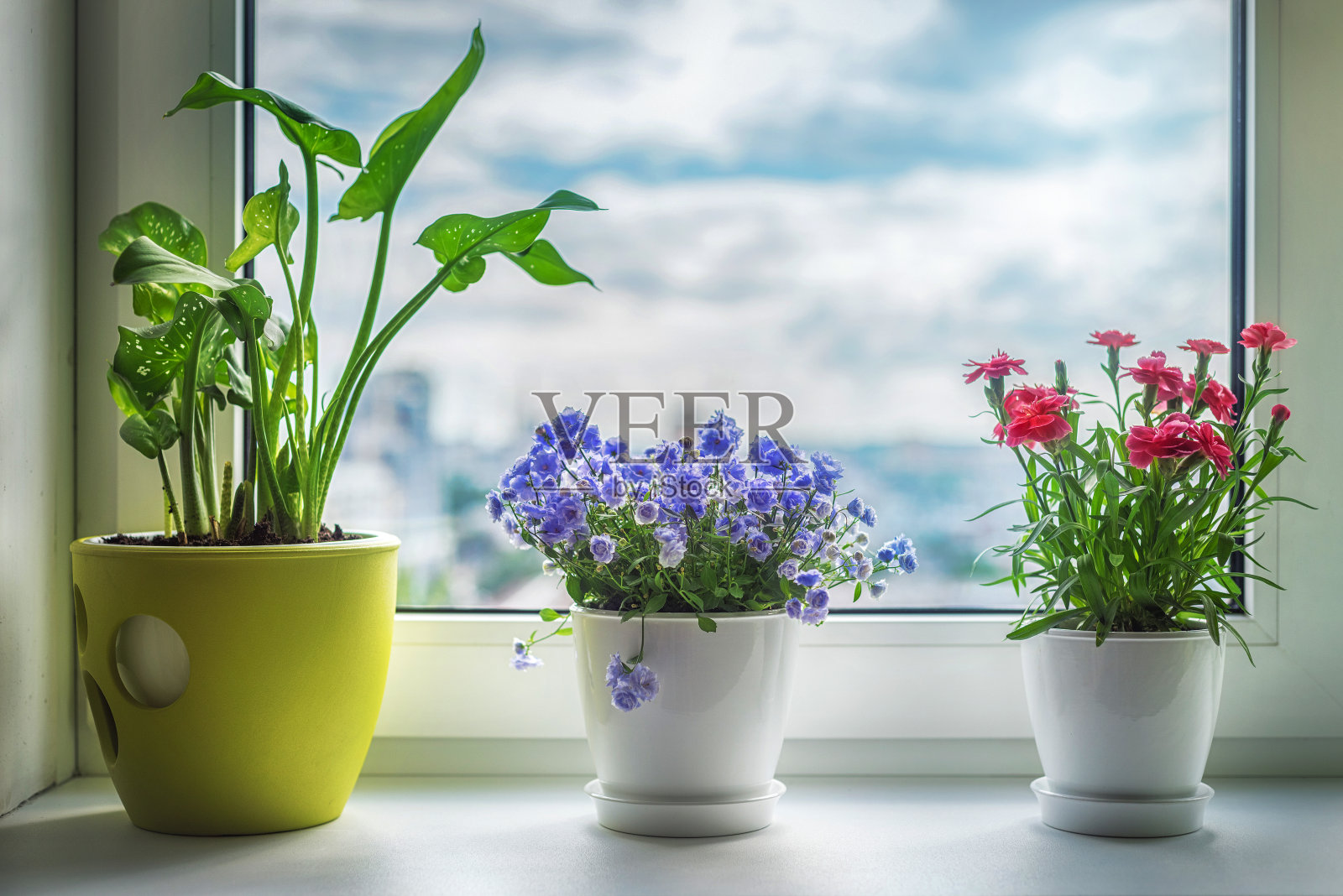 窗户上的室内植物。康乃馨、蓝花和卡拉。照片摄影图片