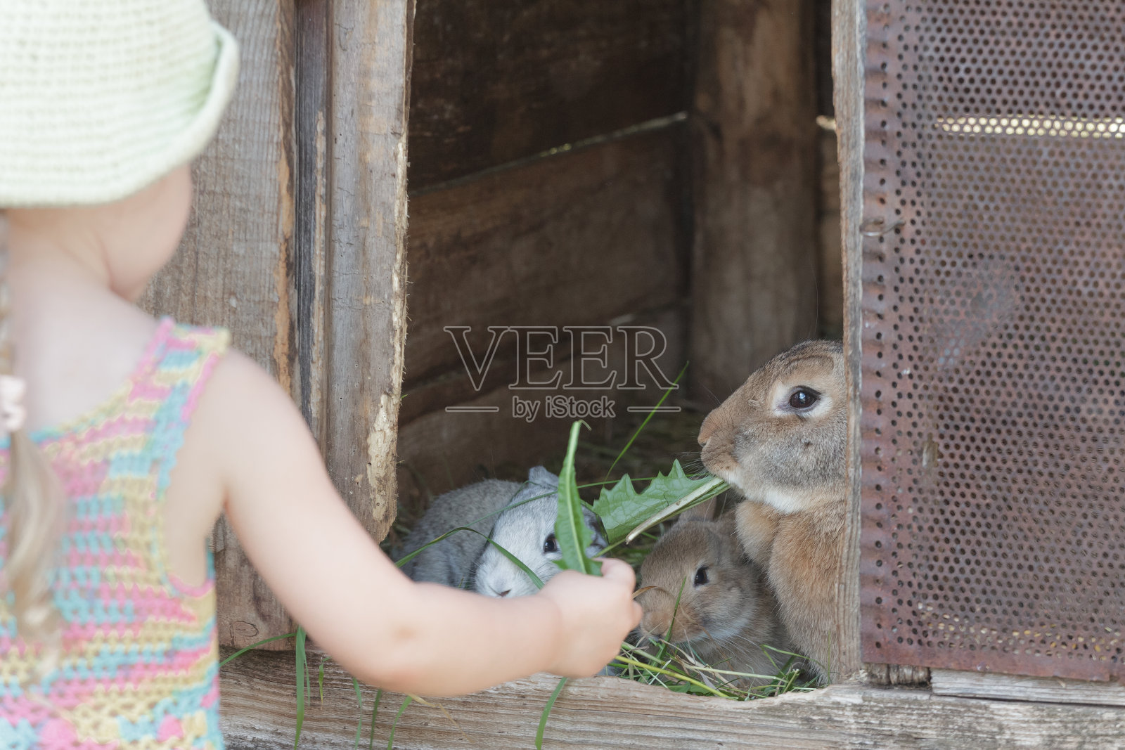 好奇的女孩用有机草喂家兔照片摄影图片