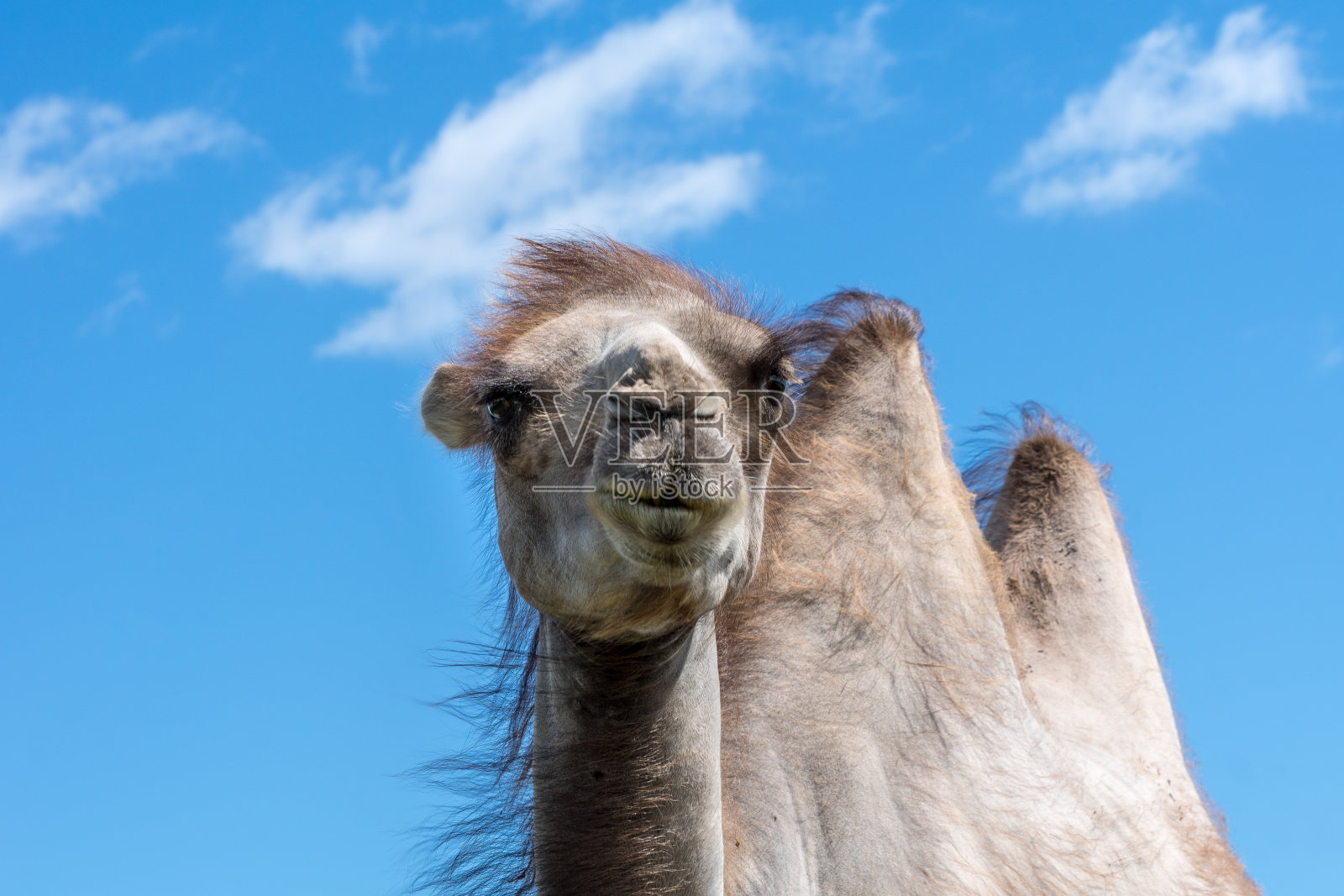 淡棕色骆驼的特写，映衬着清澈的蓝天照片摄影图片
