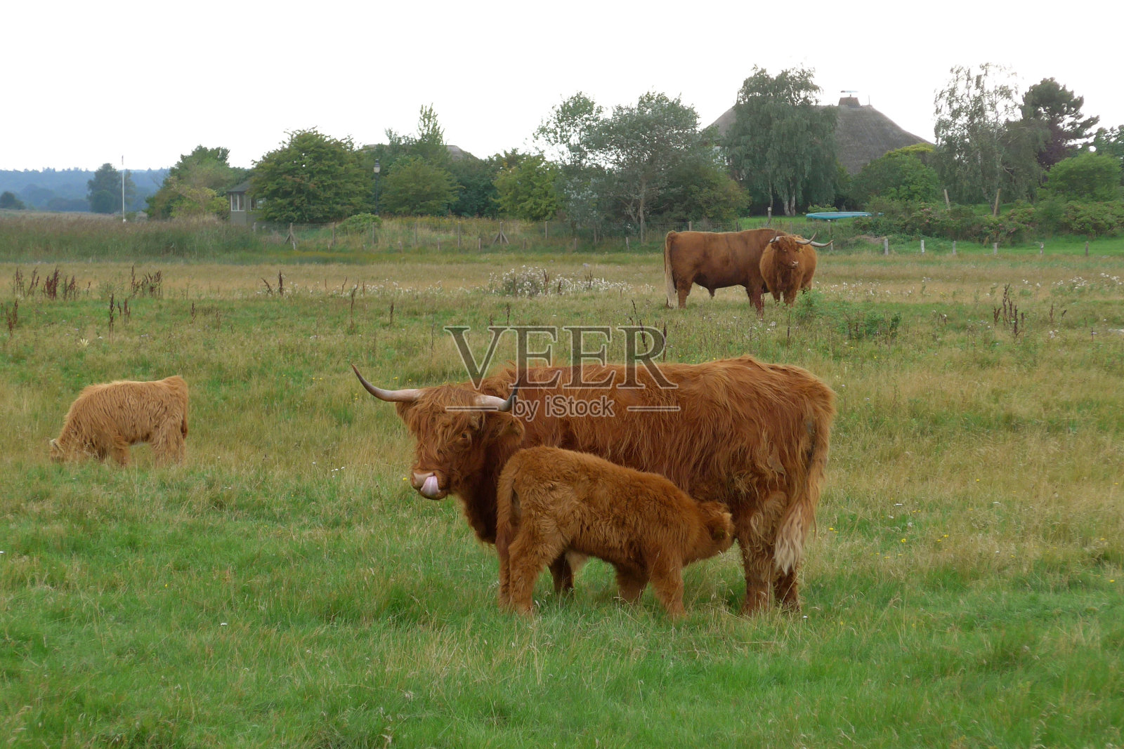 苏格兰高地牛在牧场上，母牛犊在哺乳照片摄影图片