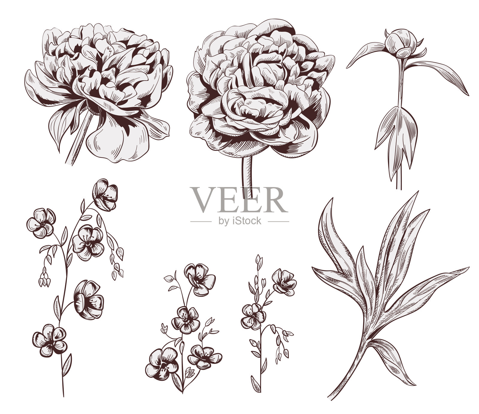 一套牡丹、亚麻花，花为棕色单色，花蕾、茎、叶在白色底色上。植物插图设计，手工绘制雕刻复古风格，蚀刻，邮票压印，矢量设计元素图片