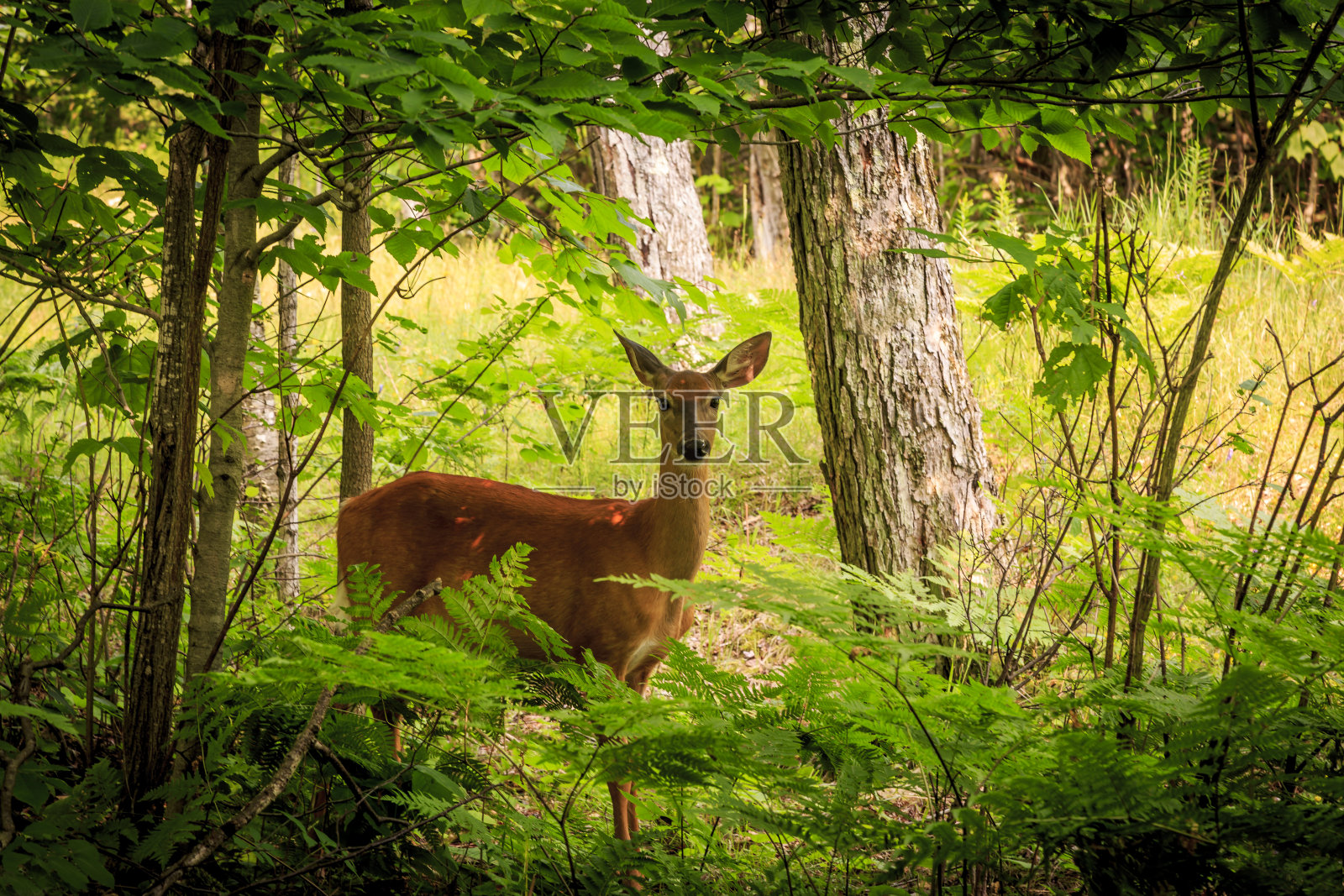 美丽的鹿。照片摄影图片