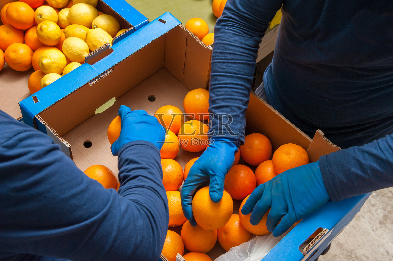 橙子的生产照片摄影图片